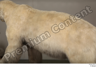 Polar bear back body 0001.jpg